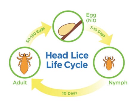 lice-life-cycle - Lice Clinics USA