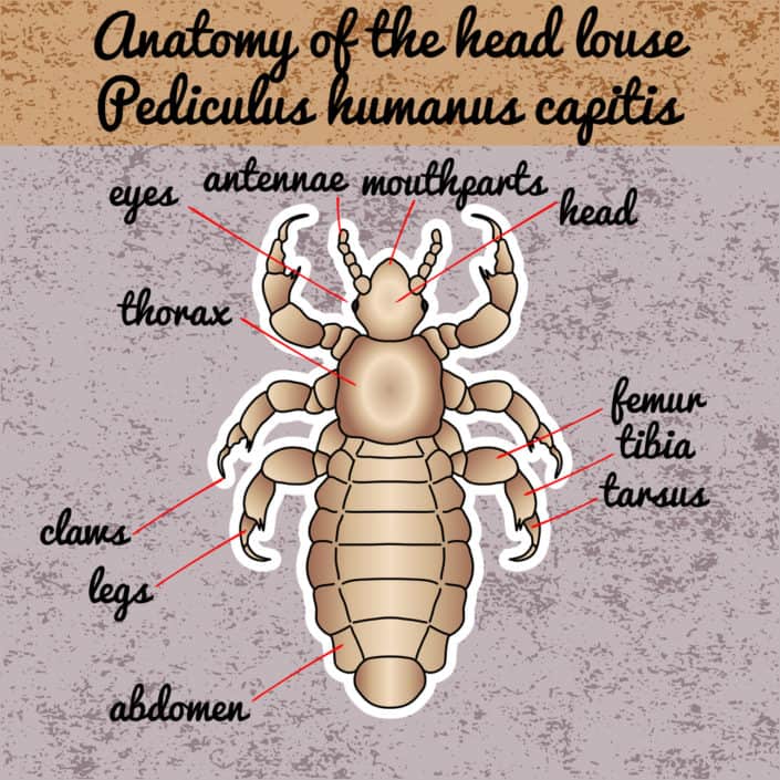 do-head-lice-bite-lice-clinics-usa