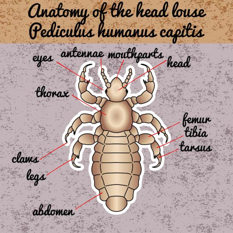 Do Head Lice Bite? Lice Clinics USA