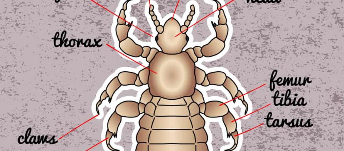 Do Head Lice Bite?